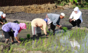 Gubernur Jatim Khofifah Indar Parawansa saat menunggu petani yang menanam padi. Di Jatim, produksi padi mengalami peningkatan. (foto: pemprov jatim)