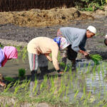 Gubernur Jatim Khofifah Indar Parawansa saat menunggu petani yang menanam padi. Di Jatim, produksi padi mengalami peningkatan. (foto: pemprov jatim)